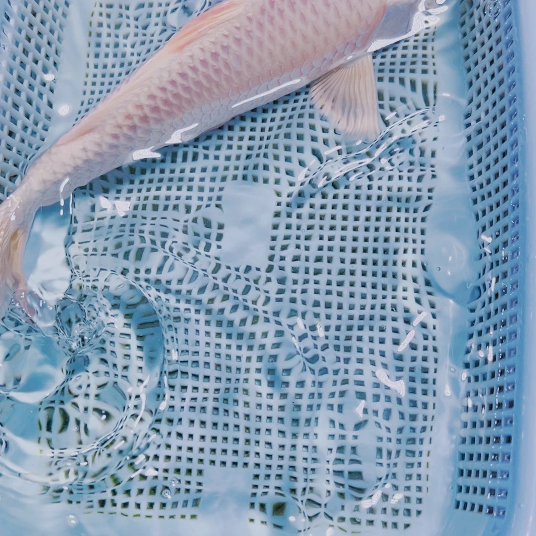 海水鱼锦鲤观赏鱼1-67