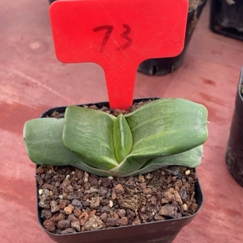 厚叶卧牛8仙人球