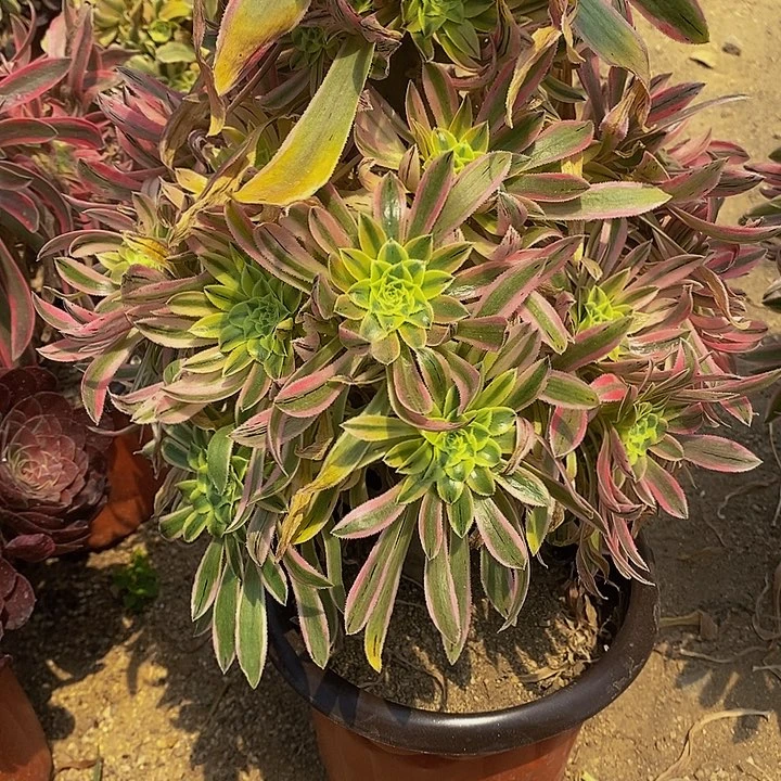 苹*虫多肉夕颜051多肉