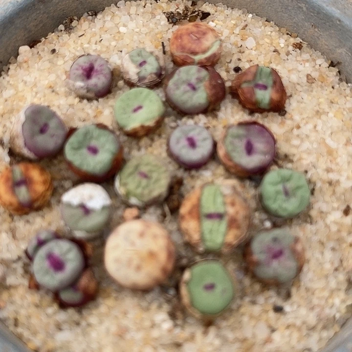 小红嘴1380b一组两颗