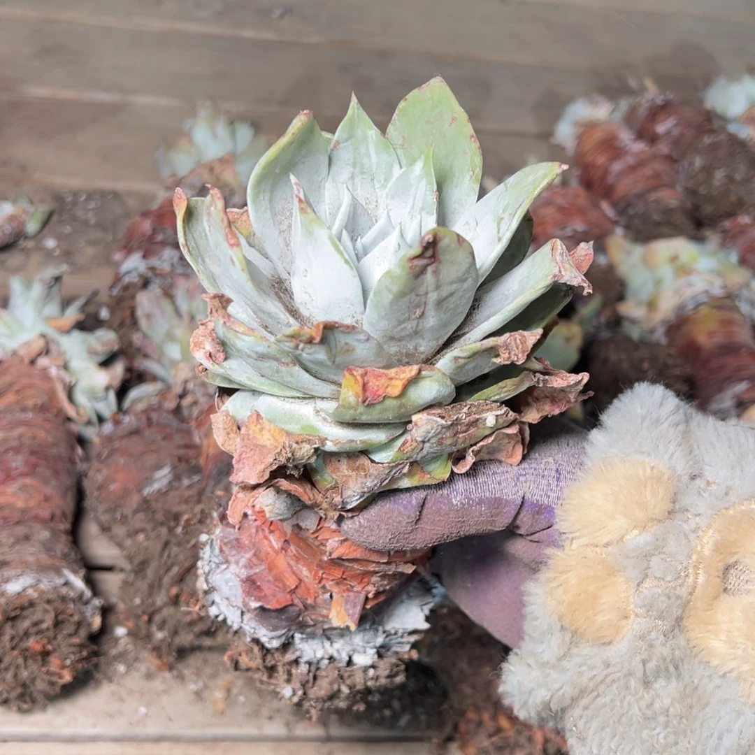 2348单头牡丹苹果叶哈哈哈哈