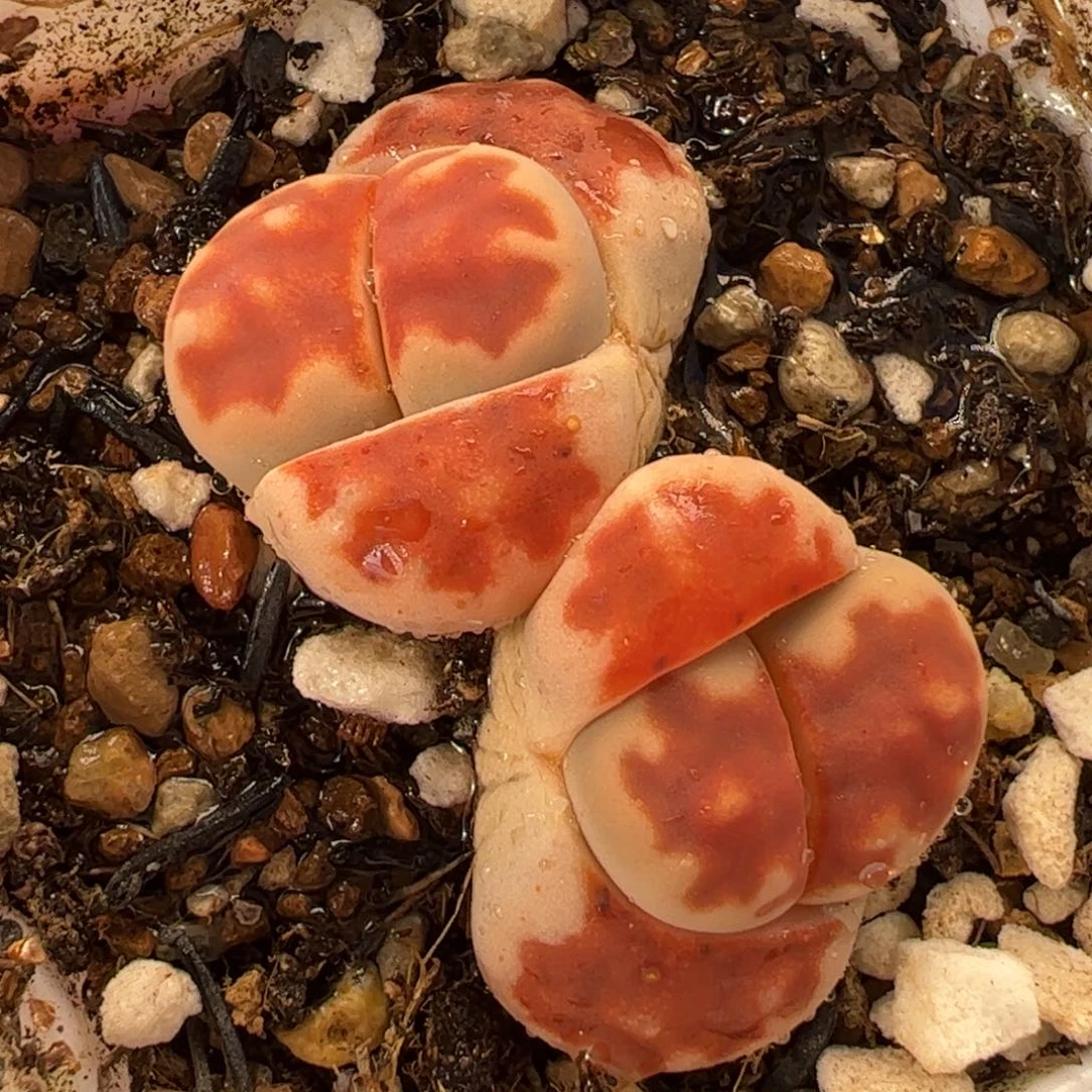 452多肉植物百科