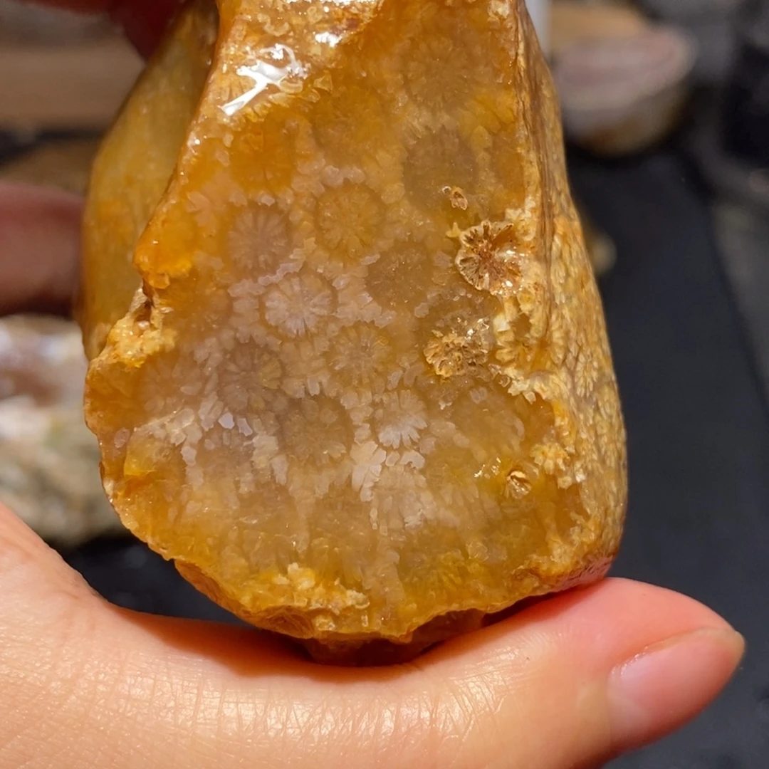 【闪购商品】硅化玉珊瑚玉未镶嵌