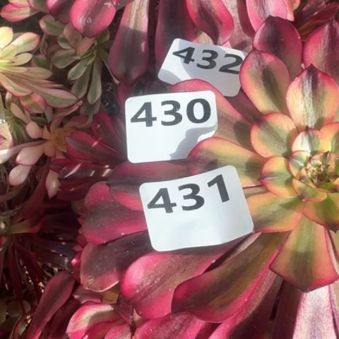 蓝****优法师美肌3颗16-32