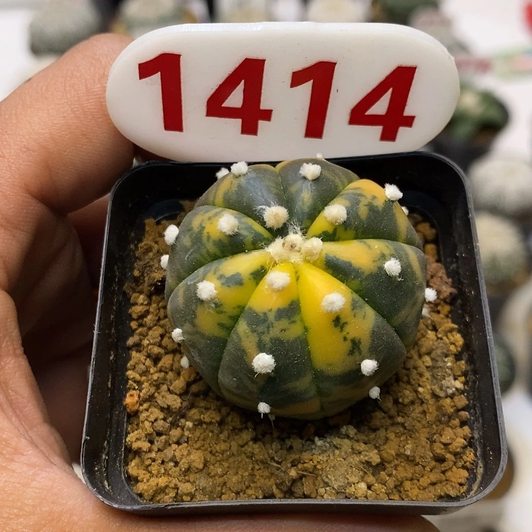 1414福利特价来了哦亲
