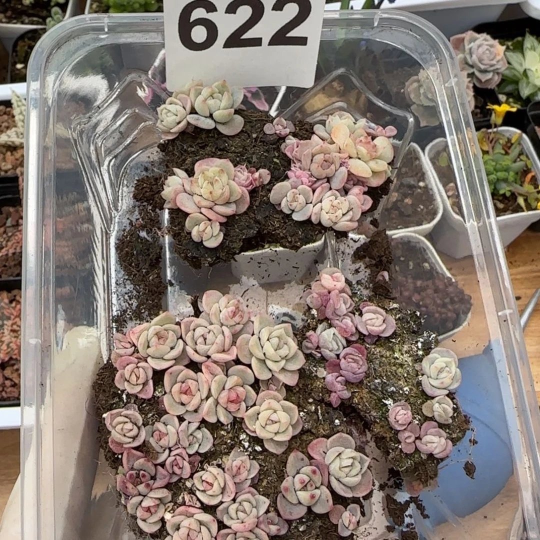 秋****622号种播苗一盒福利