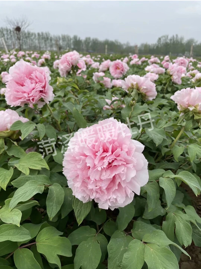 菏泽暖暖牡丹（雪映桃花）秋季裸根发货