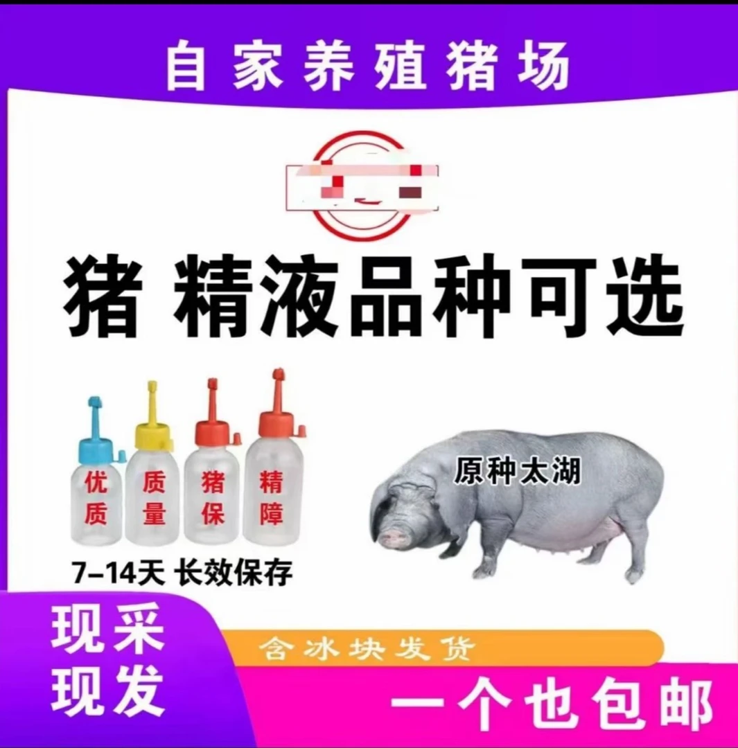精品太湖猪精液批发一件包邮恒温箱发货对版