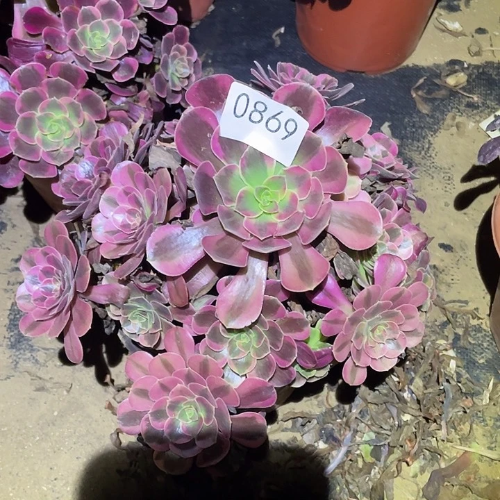 多肉植物法师869凤冠