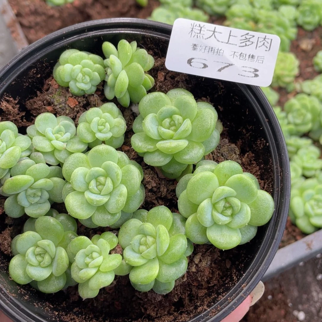 糕大上多肉植物673