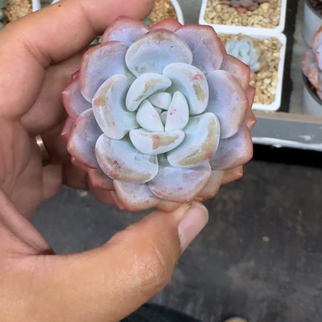 雷拉洛 单头 一物一拍