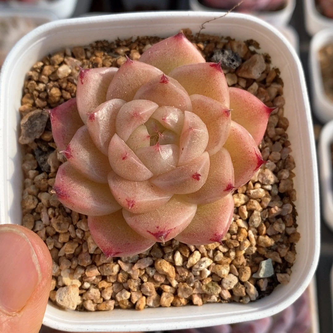 精品多肉一物一拍42