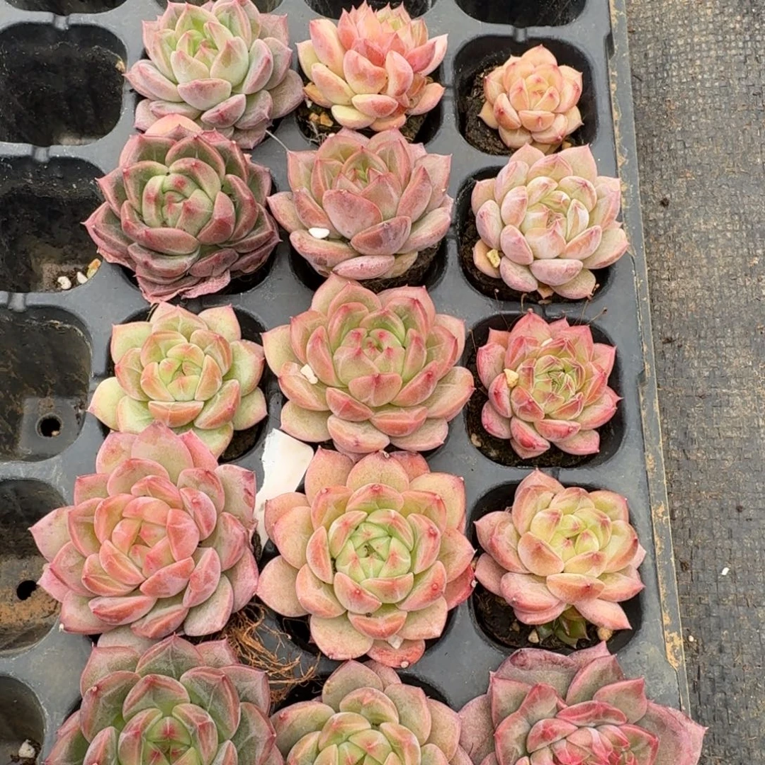 19-45珍妮十五颗量拍发货中门左四