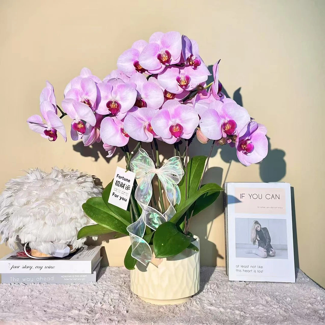 花掌柜  粉黛佳人 蝴蝶兰 粉色花型 室内精品观赏 真花