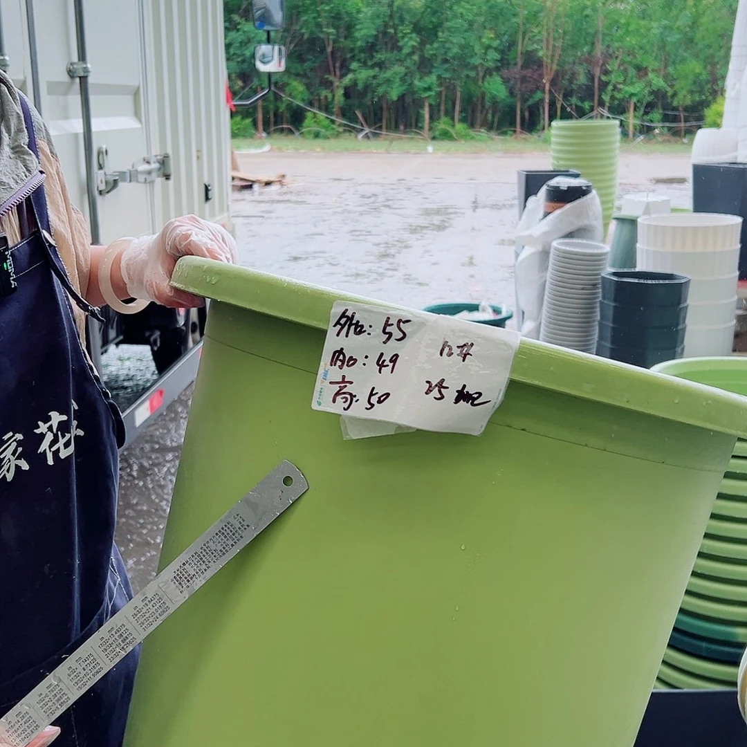 四季盆12#果绿色2个无托