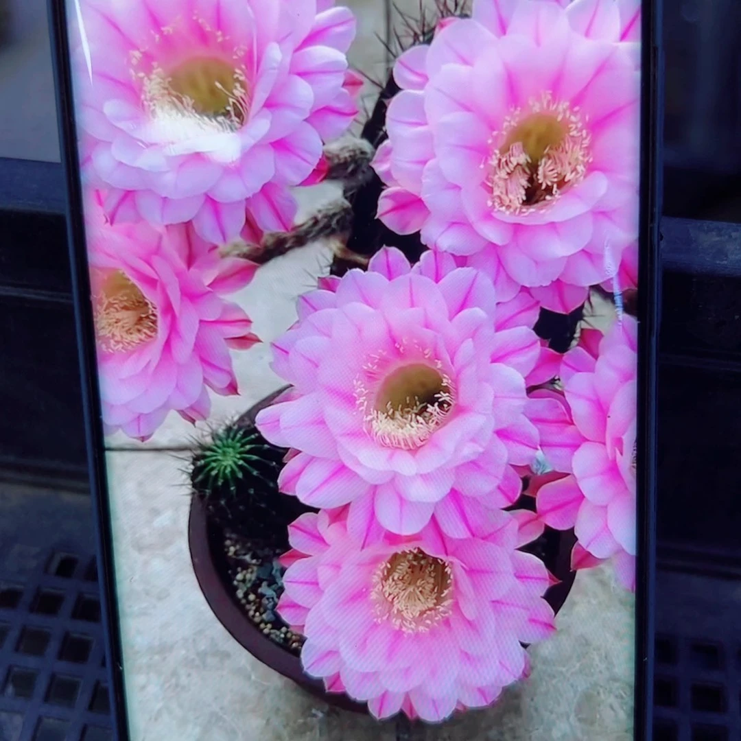 下49彩草一路莲花歪无根侧芽3公分左右20包邮