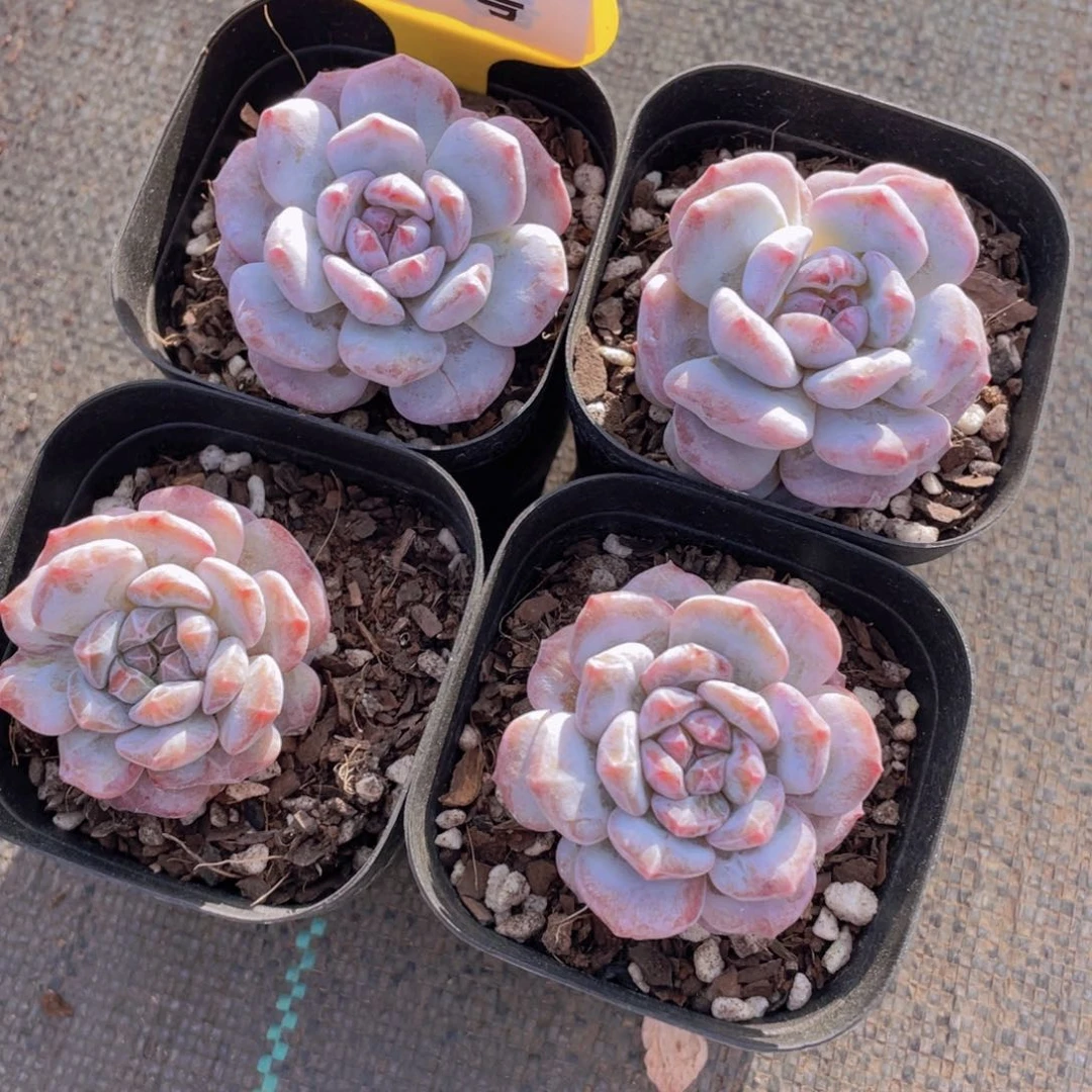 117号 糖心拉丝锦星星橙石化一个