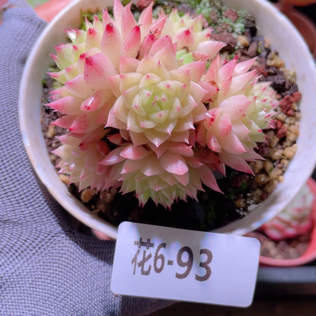 花利美 6-93麦秆群