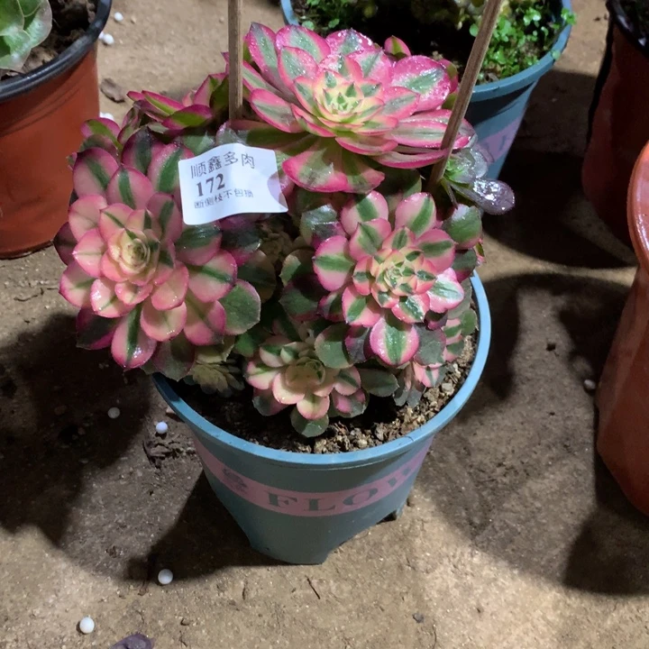 172荔枝多肉植物特价