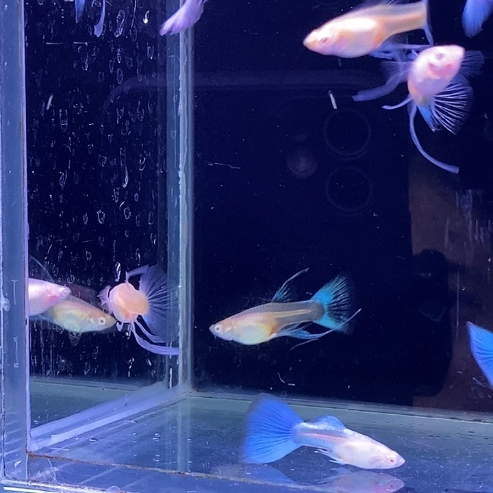 孔雀鱼小蓝白嫖西5对