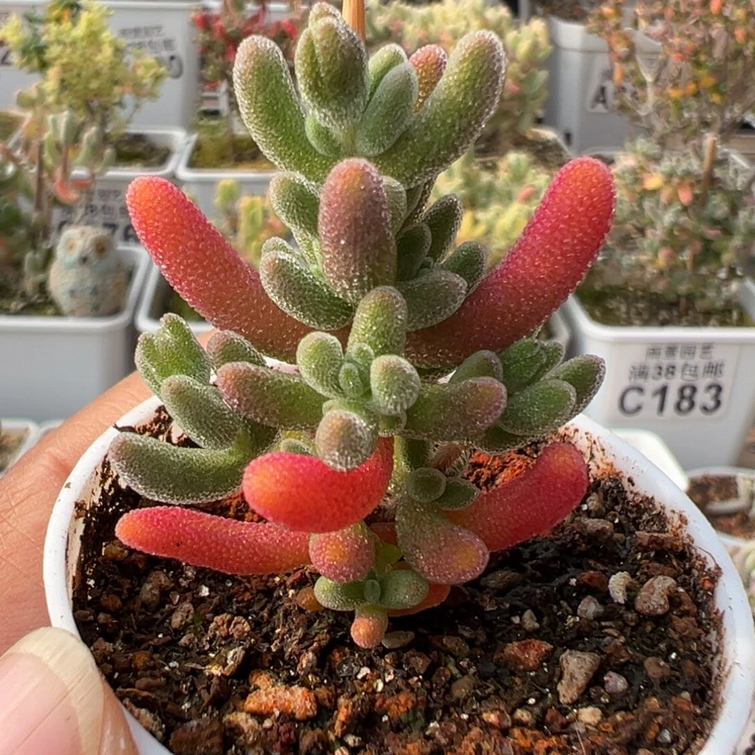 7-144枝干番杏多肉红叶优选五圆盆