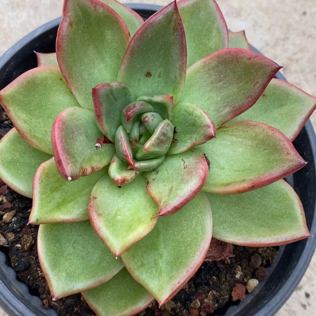 代***～无花朵东云系多肉植物新品锦