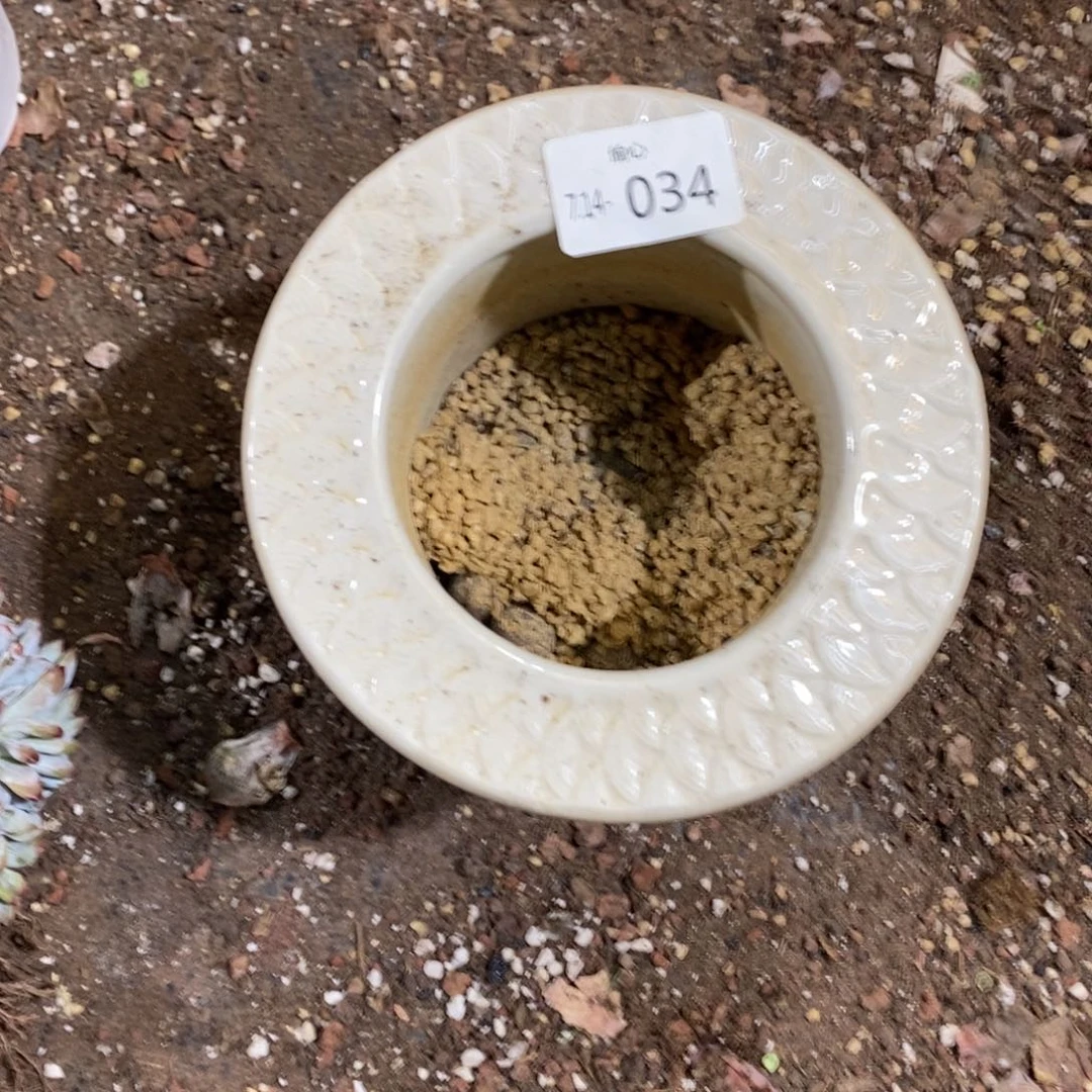 ?****肉714034多肉盆多肉炖肉多肉