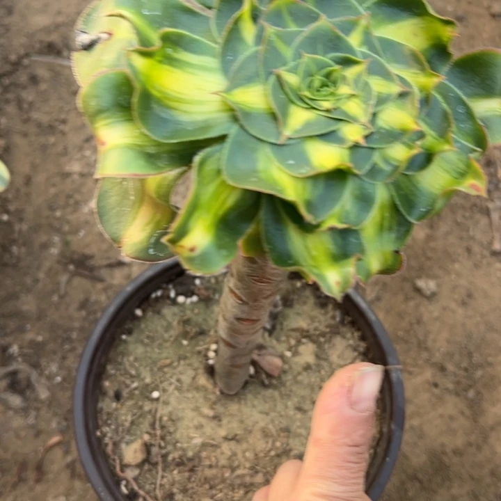 暴君多肉植物法师4377