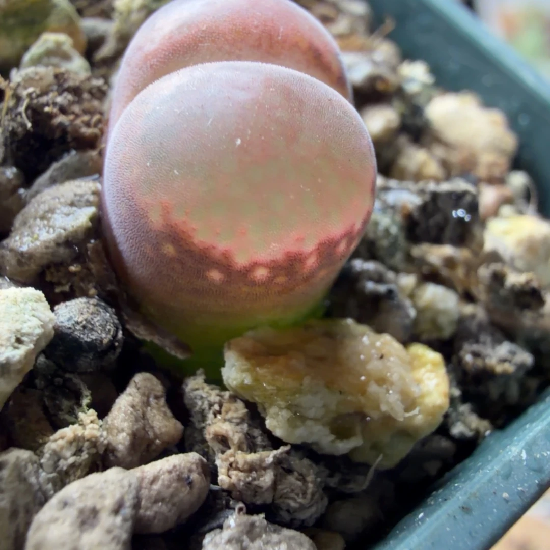 c10正版一颗859号