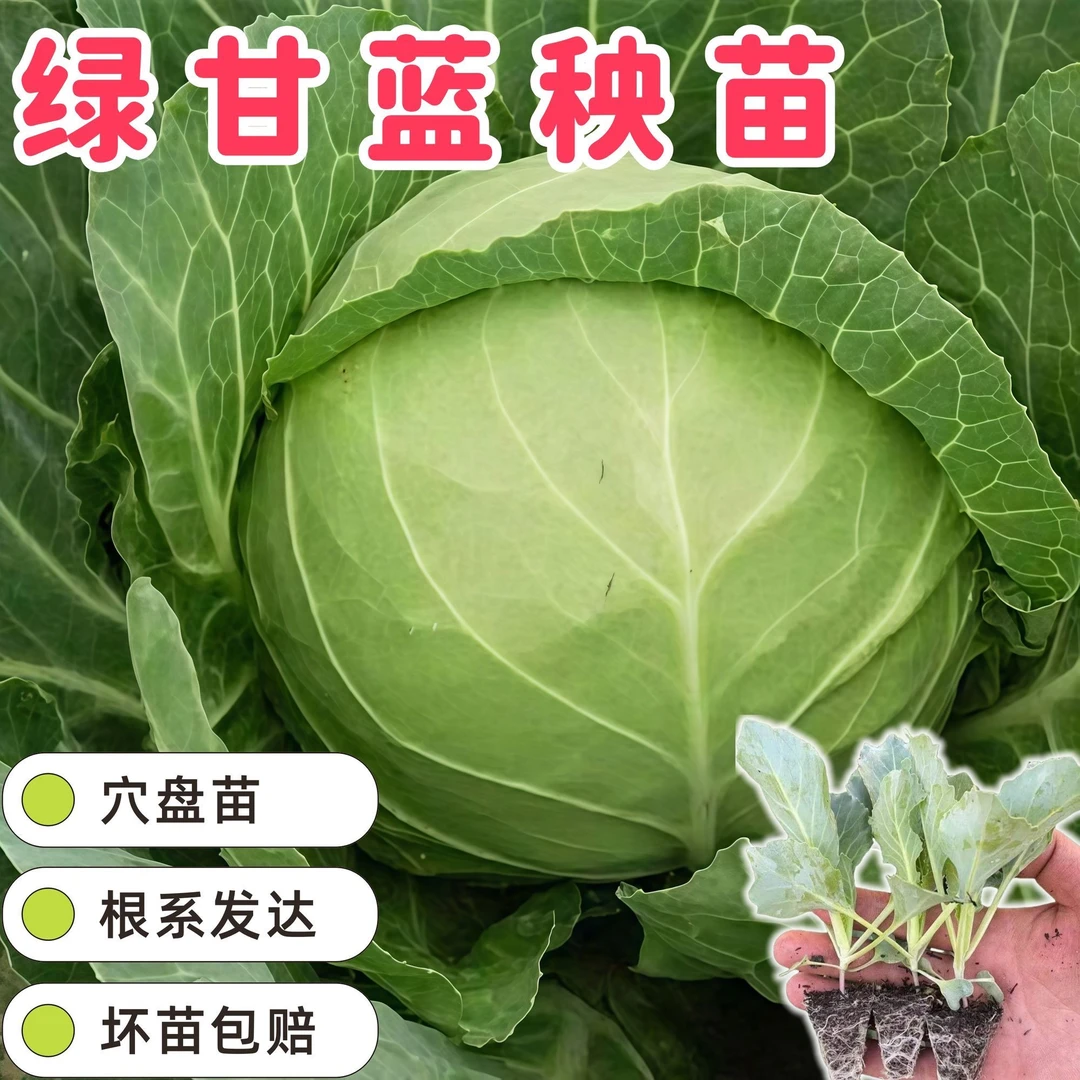 绿甘蓝苗薄皮脆甜松包老品种包菜苗带土发货阳台盆栽大头菜卷心菜