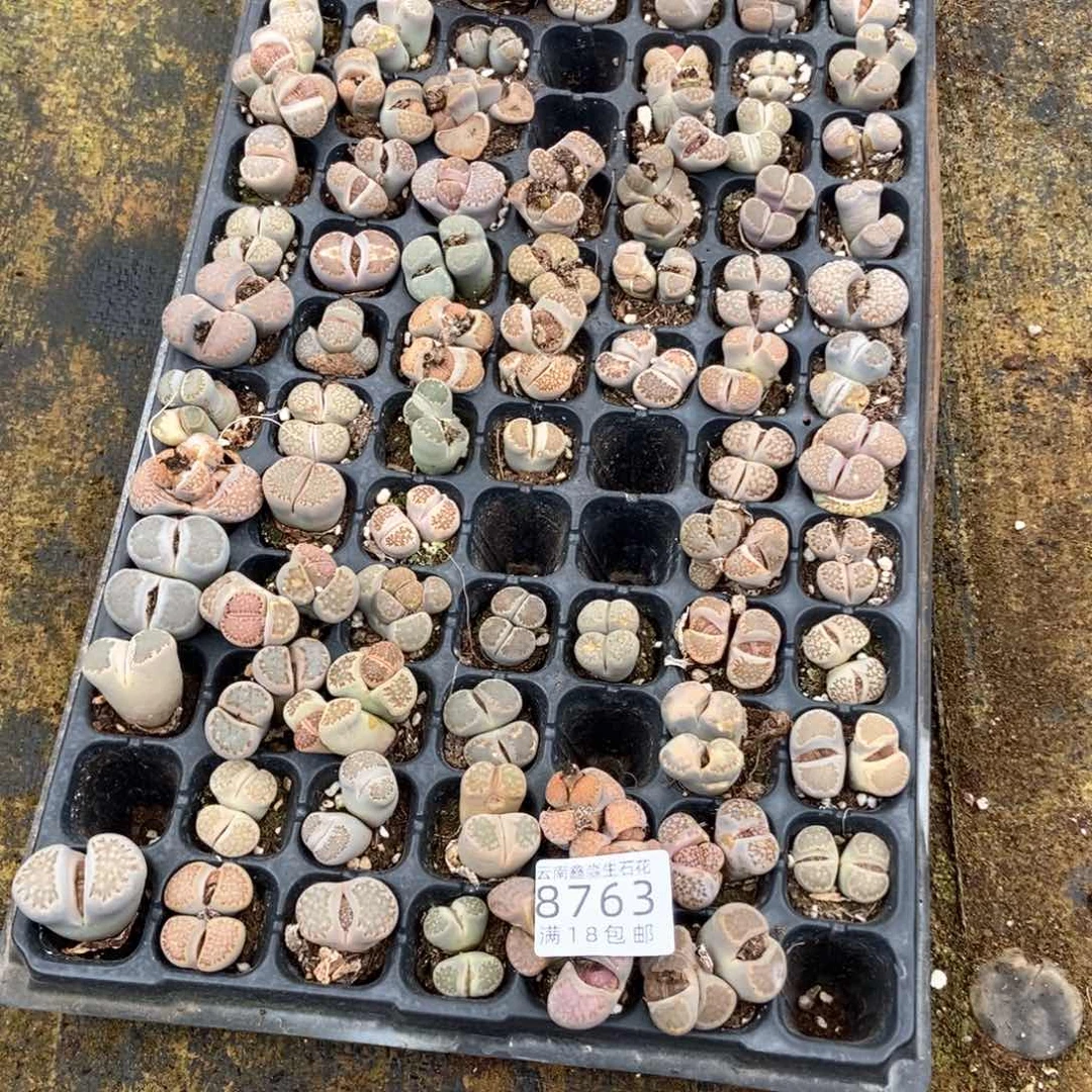 8763特价1版微瑕母本快快快