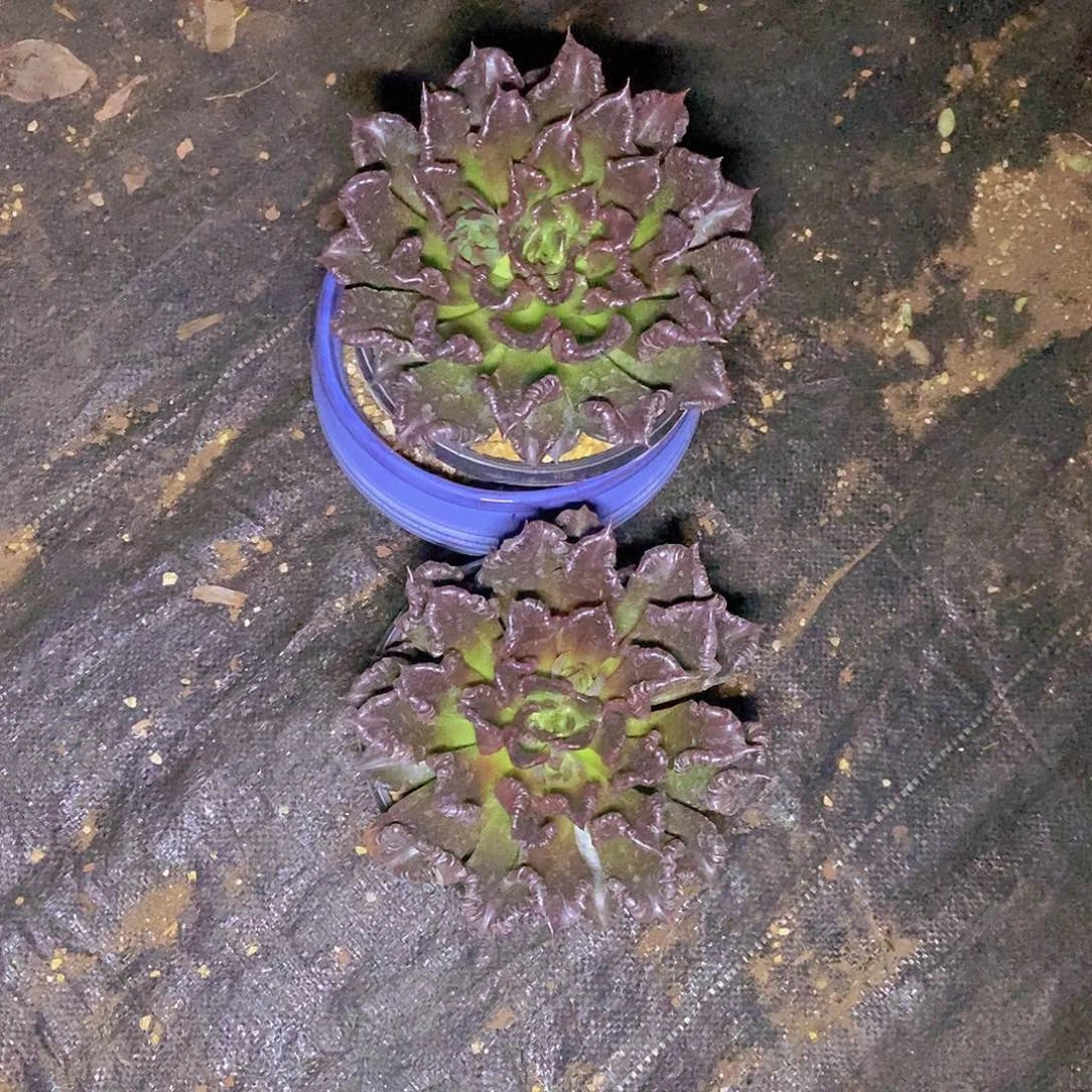 多肉植物两黑饺子皮