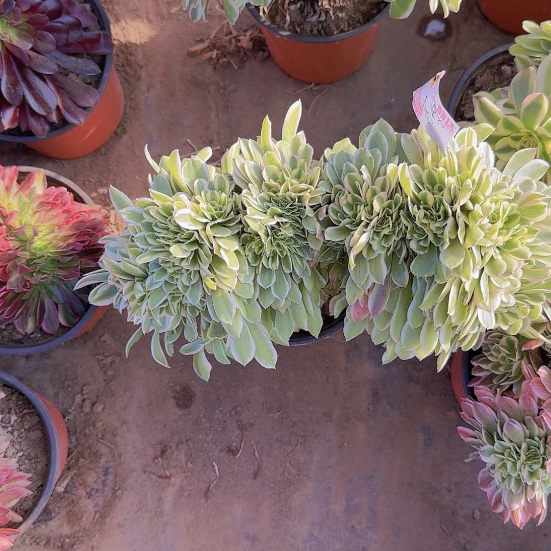 芳*缀话脱土发货缀话