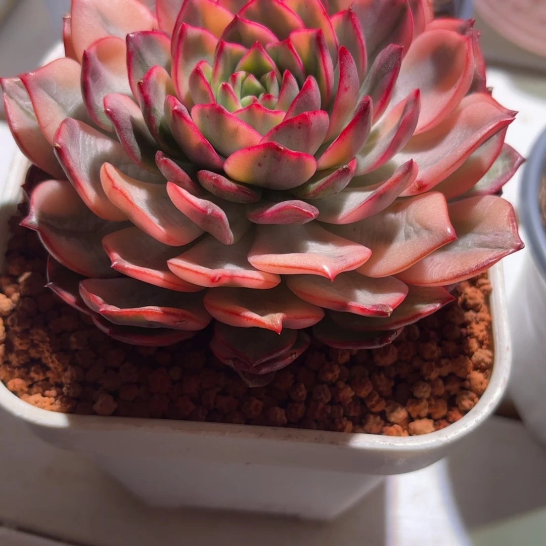 粉爱丽卡锦多肉植物