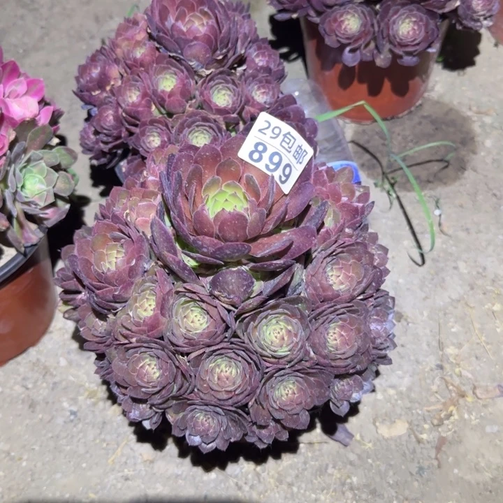 红魔……多肉植物的