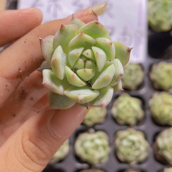 13号精品TP  2米3颗