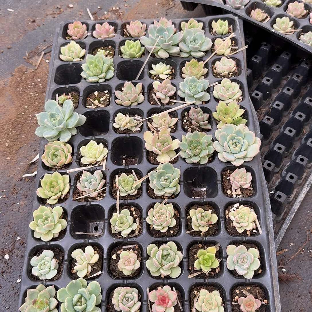 50颗跳过的珍妮量拍一盘带盘发货9-30