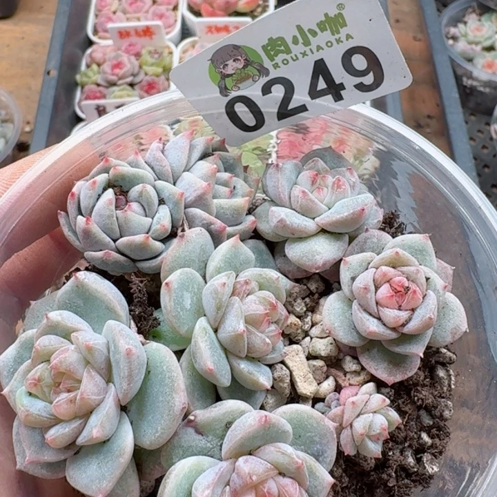 多肉植物多肉植物