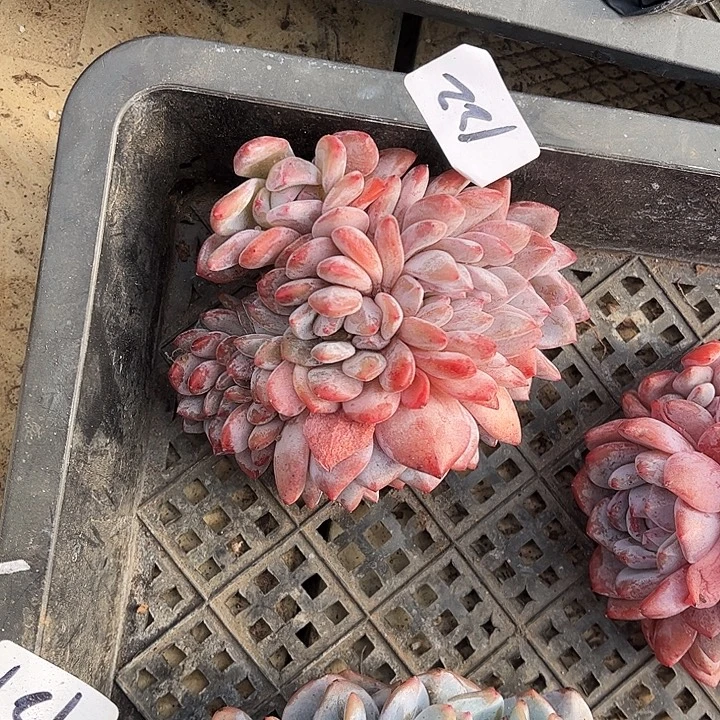 石榴籽星影，一物一拍