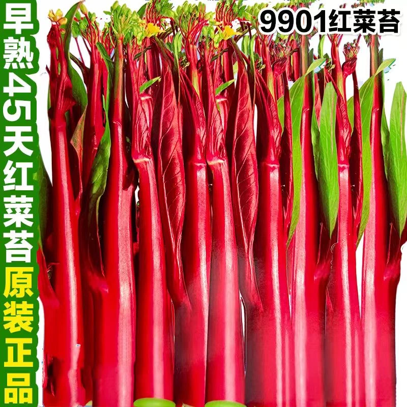 9901红菜苔种子早熟45天耐热抗病紫红菜薹菜心种籽萝卜蔬菜种子