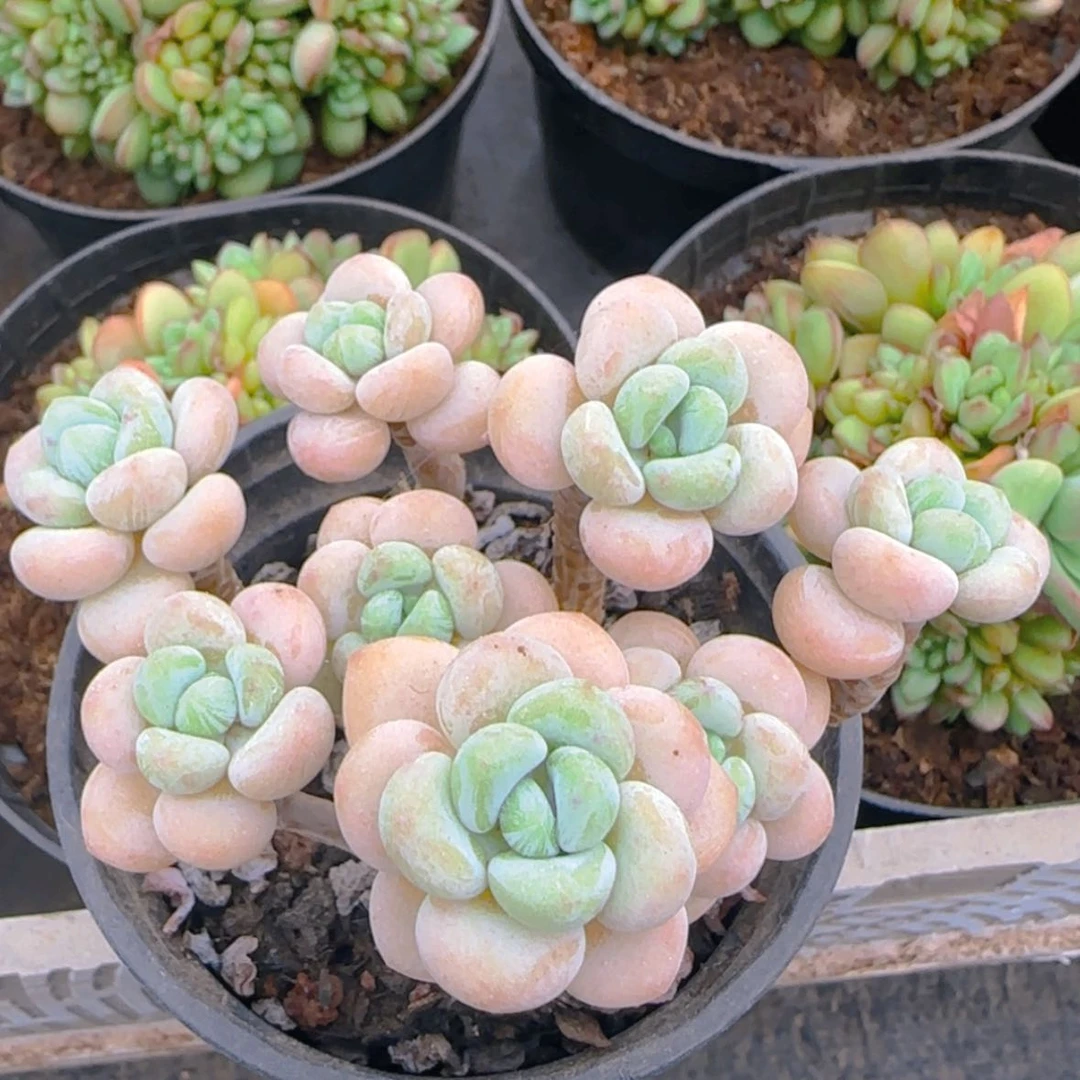 【闪购商品】奶球，