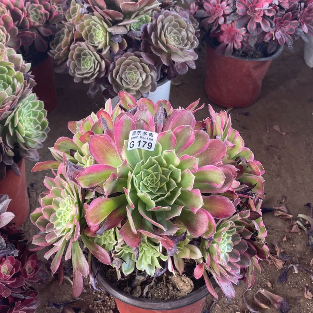 179天河多肉法师断断枝不包