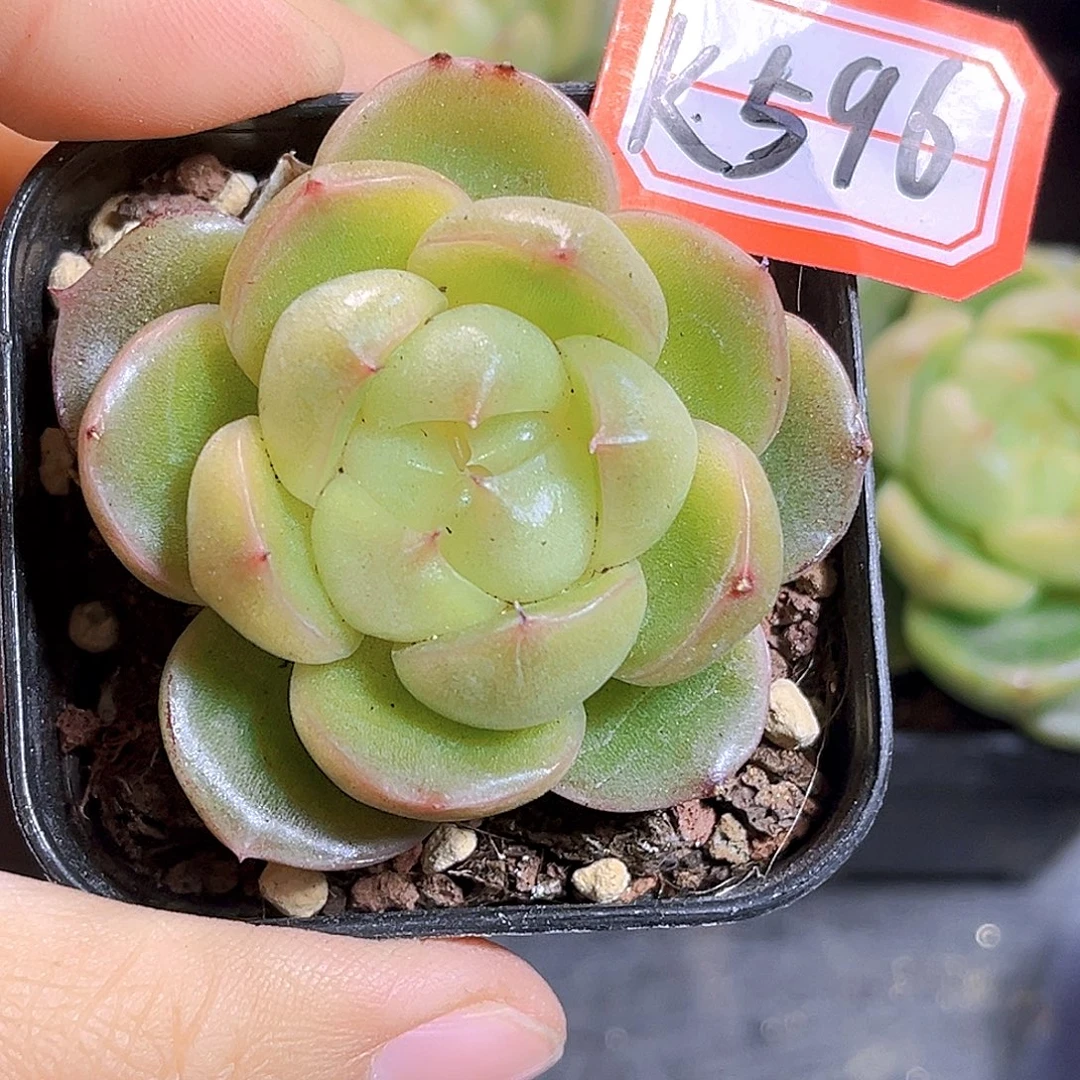 K596  玉玊。满18包邮