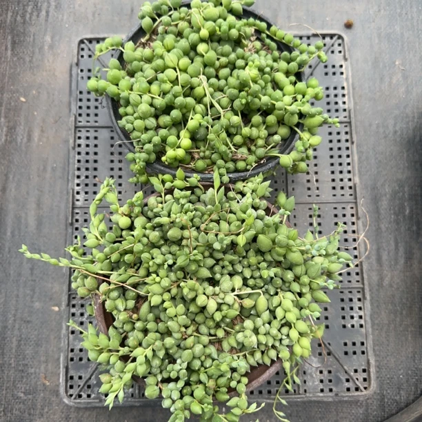 佛珠吊兰 情人泪吊兰 两盆发货 满盆爆盆带盆土发货