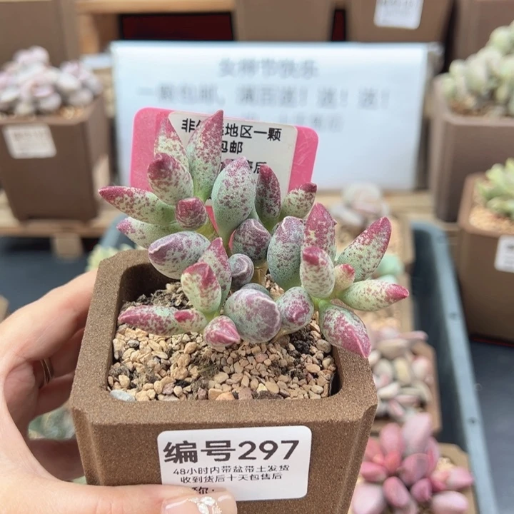 297艾薇多肉植物