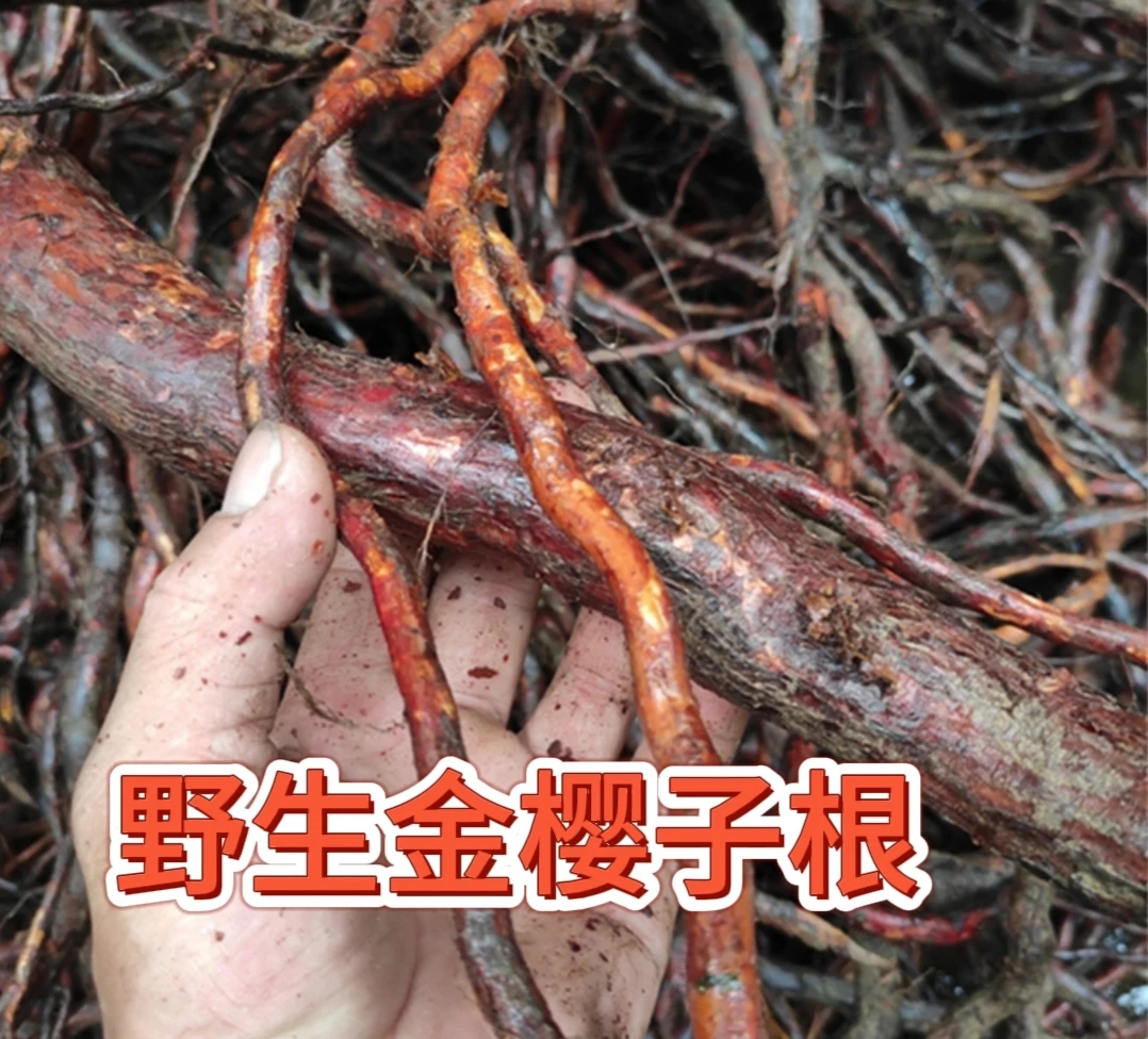广西野生金樱根干货金英根糖罐子根刺榆子刺梨子金罂子泡酒非葛根