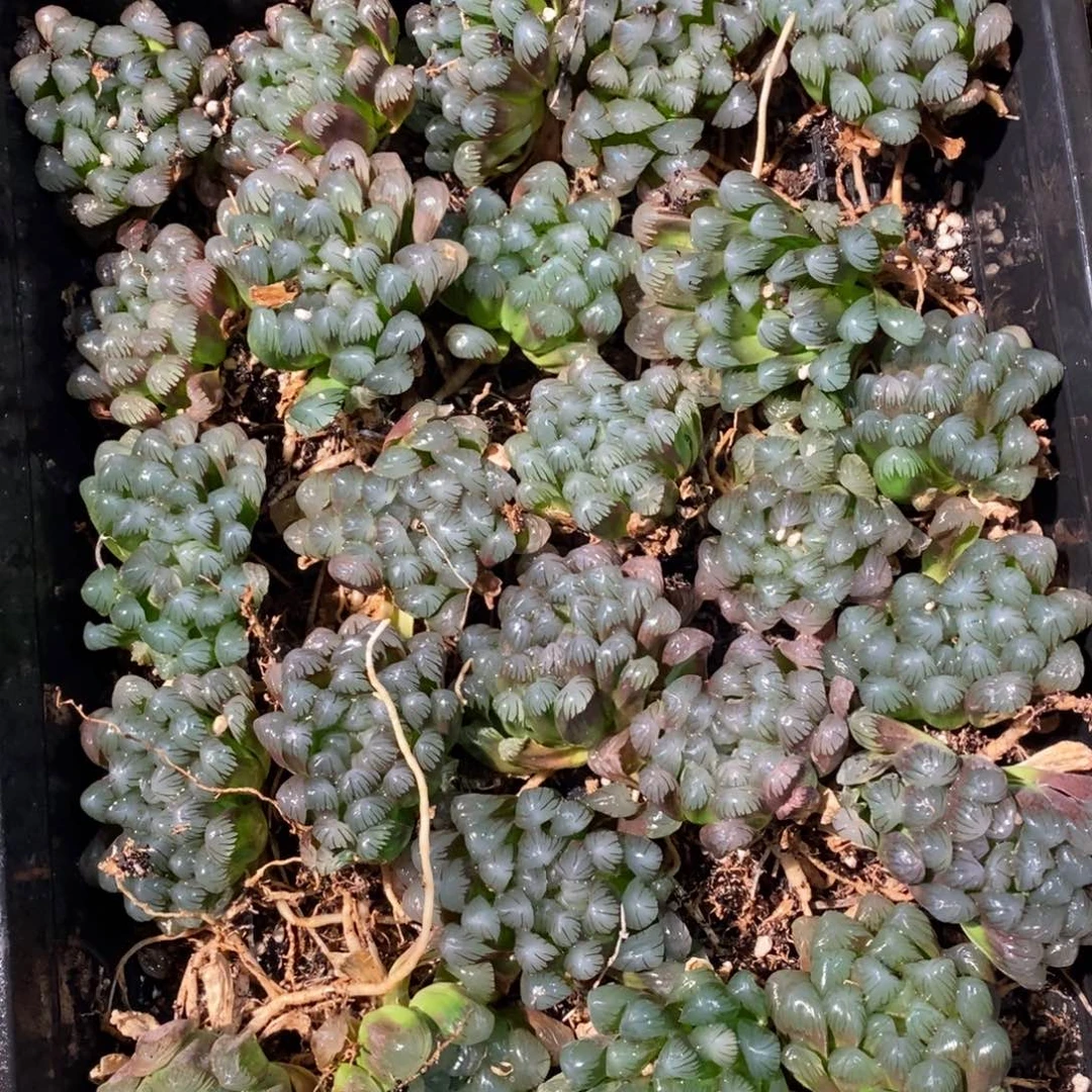 527 一颗优选实生超大冰灯玉露 新年整点福利