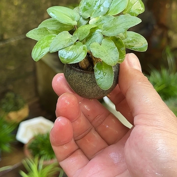 妙***芳无花朵一物一拍 谢谢支持