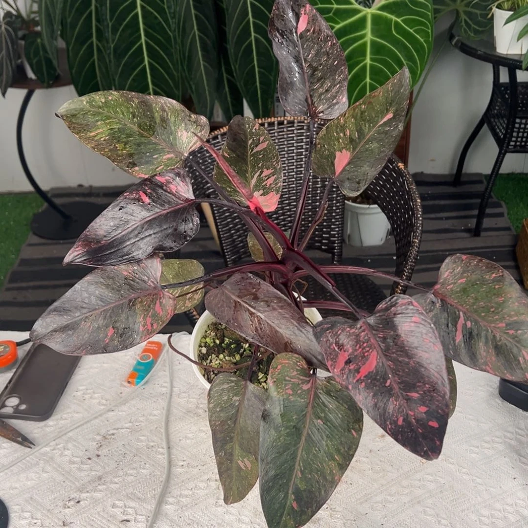 完全开放优选黑樱桃