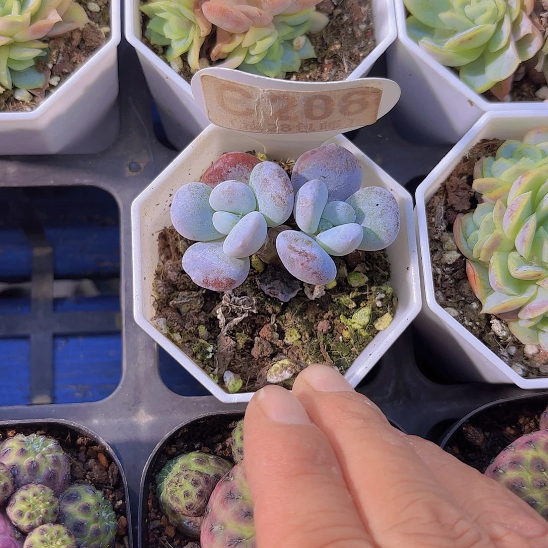 C208雪美人一物一拍